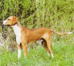 Istarski Kratkodlaki Gonic